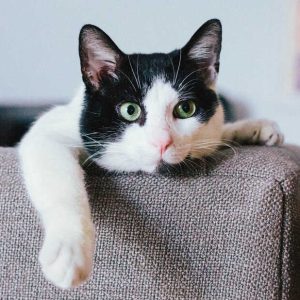 Preparing to Bring Your Cat Home