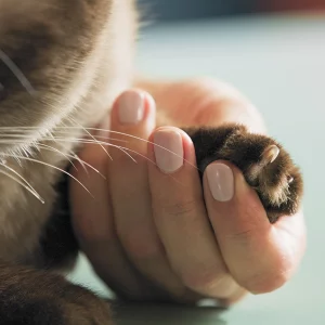 The Claw Clipping Procedure