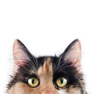 Sterilization Procedure